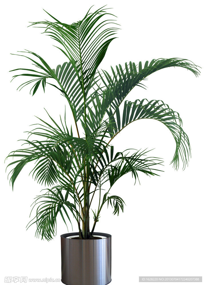 室内装饰植物