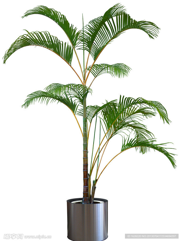 室内装饰植物