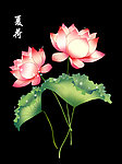 荷花