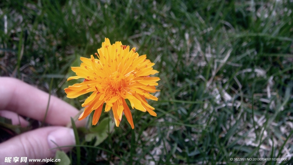 菊花