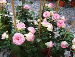 月季花