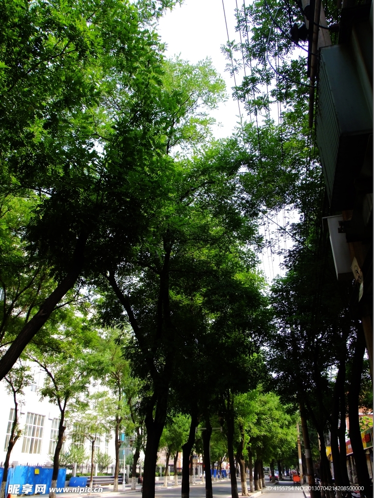 树荫绿色