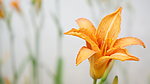 金针花