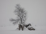雪景