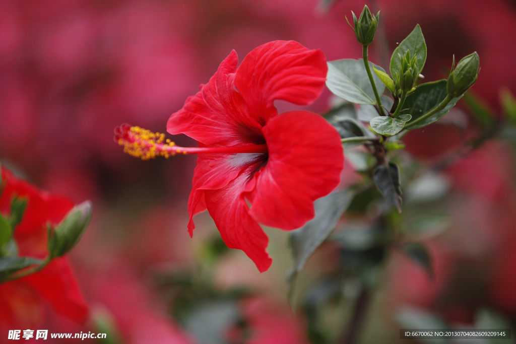 扶桑花