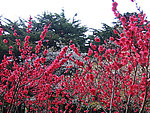 碧桃花