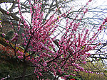 碧桃花