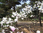 白桃花
