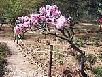 桃花树