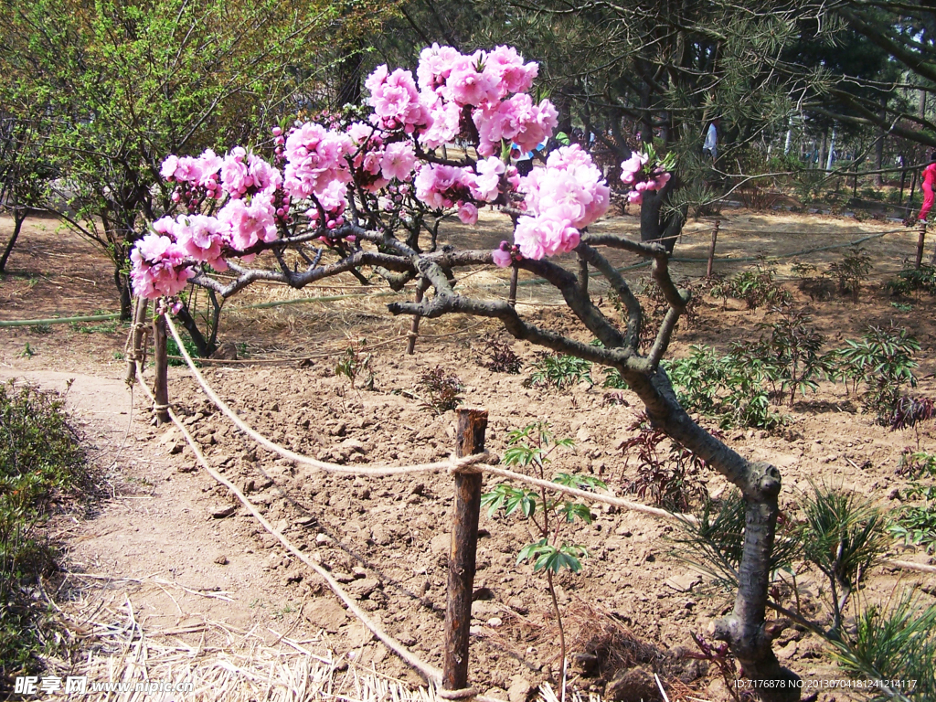 桃花树