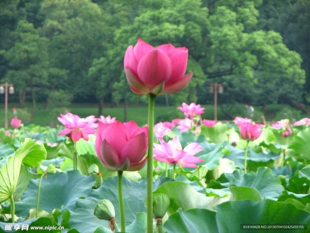 荷花