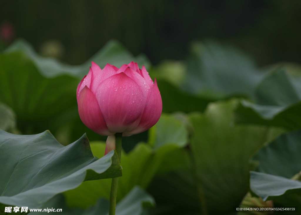 荷花