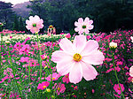 秋英花