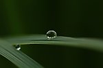 草叶露水