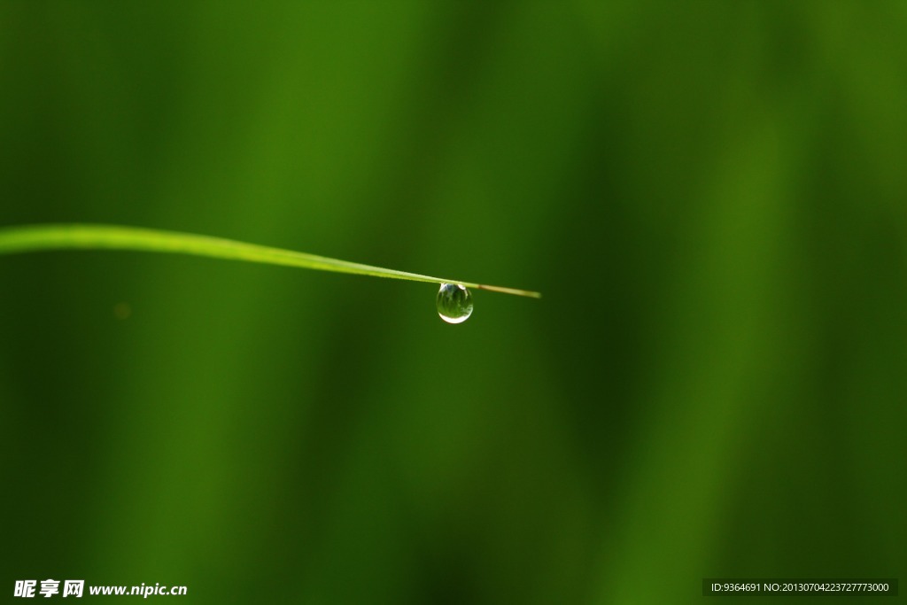 青草露水