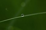 青草露水