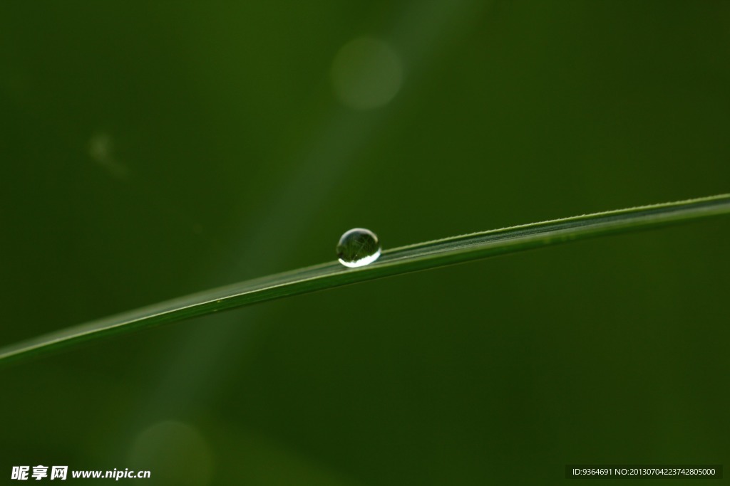 青草露水