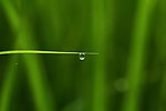 青草露水