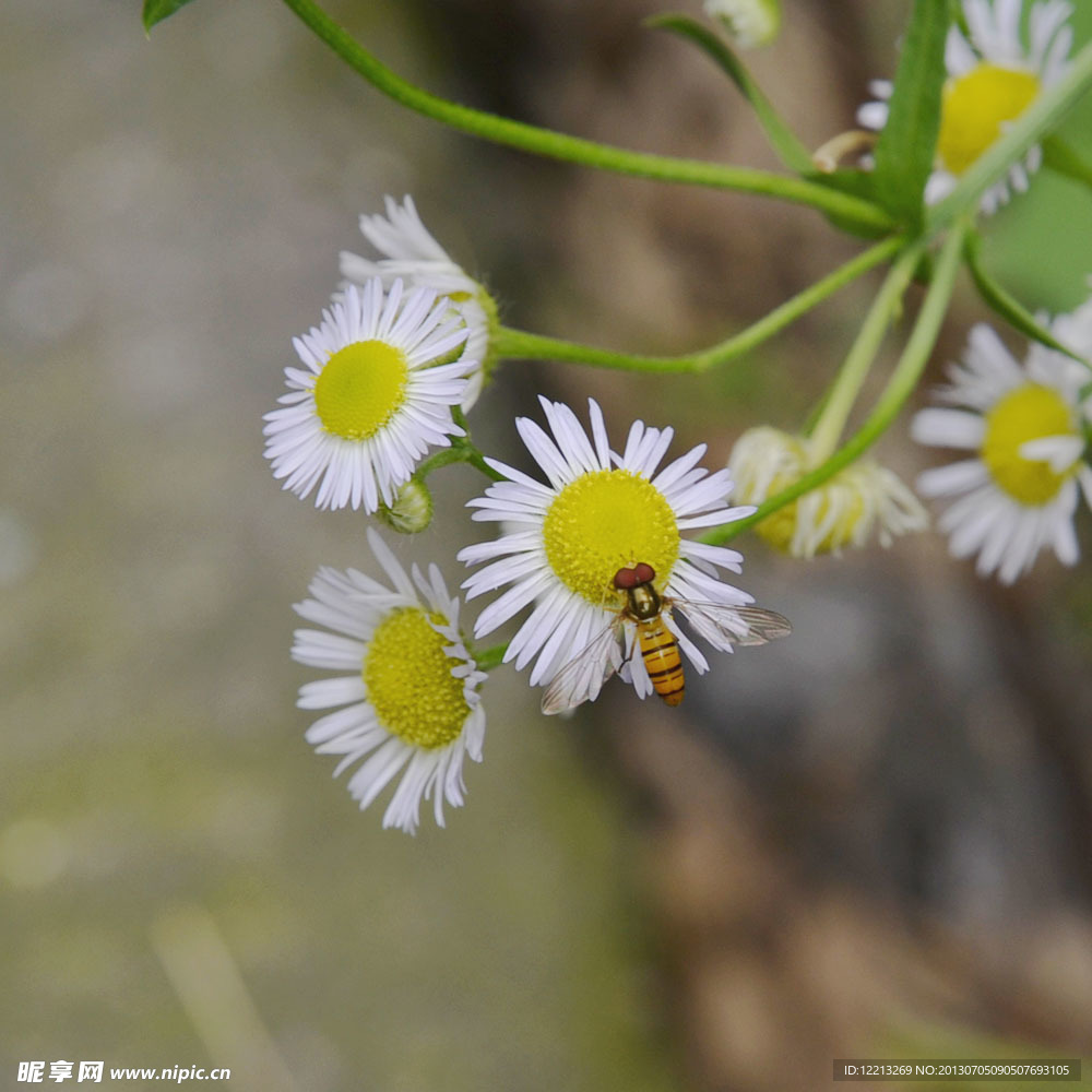 蜜蜂恋花