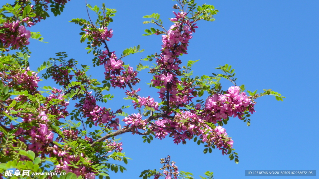 紫色槐树花