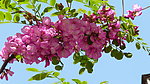 紫色槐树花
