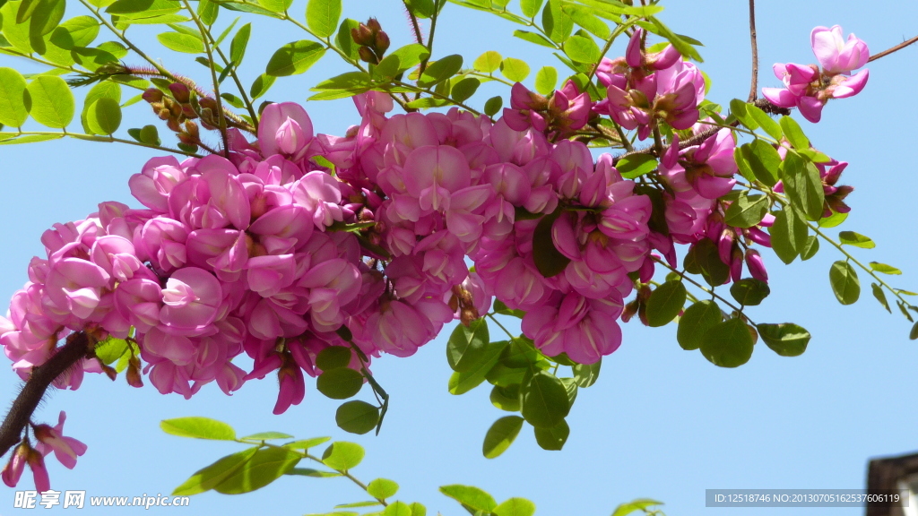 紫色槐树花