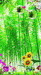 竹子 自然风景