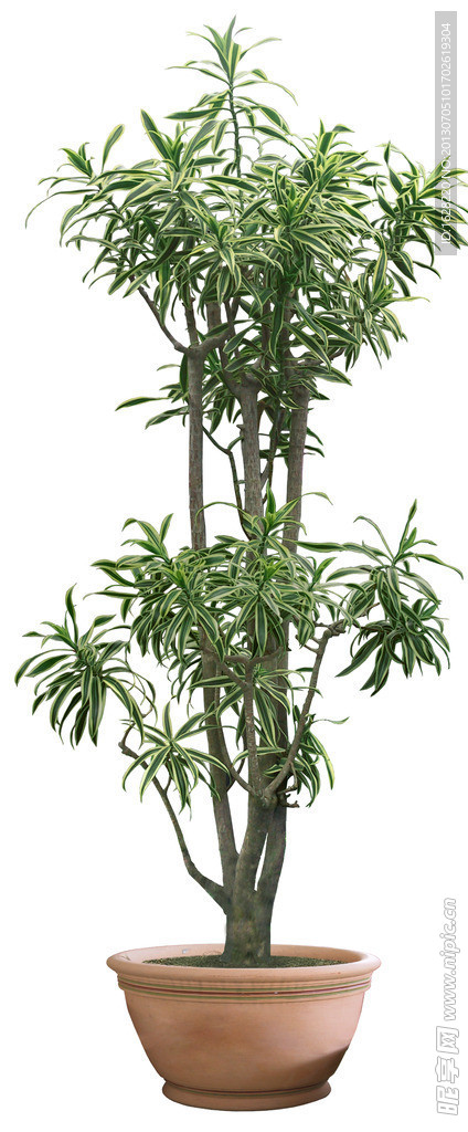 室内装饰植物