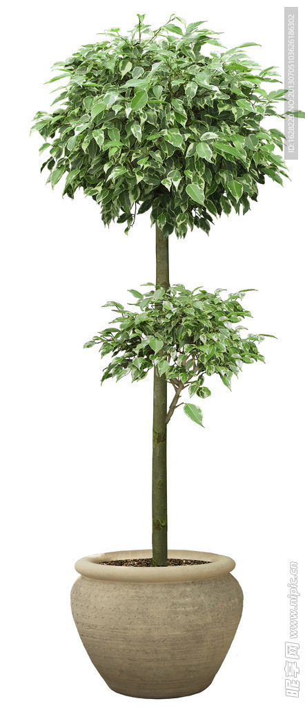 室内装饰植物