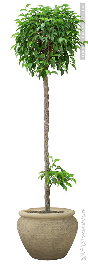 室内装饰植物