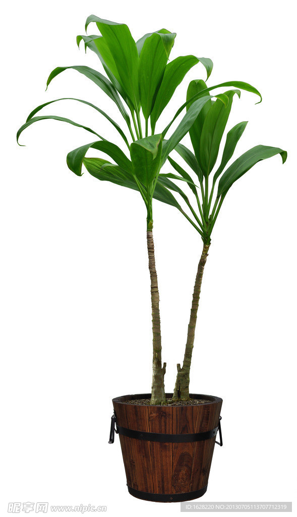 室内装饰植物