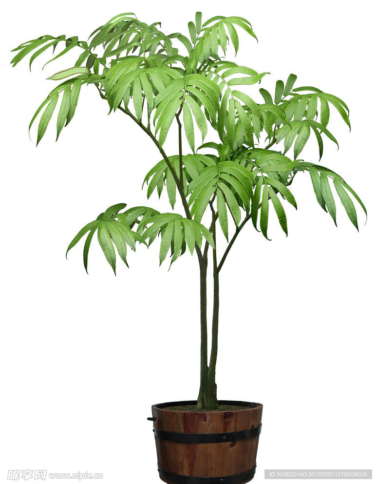 室内装饰植物