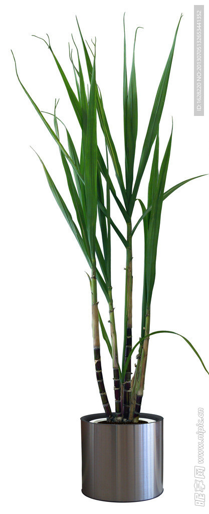 室内装饰植物