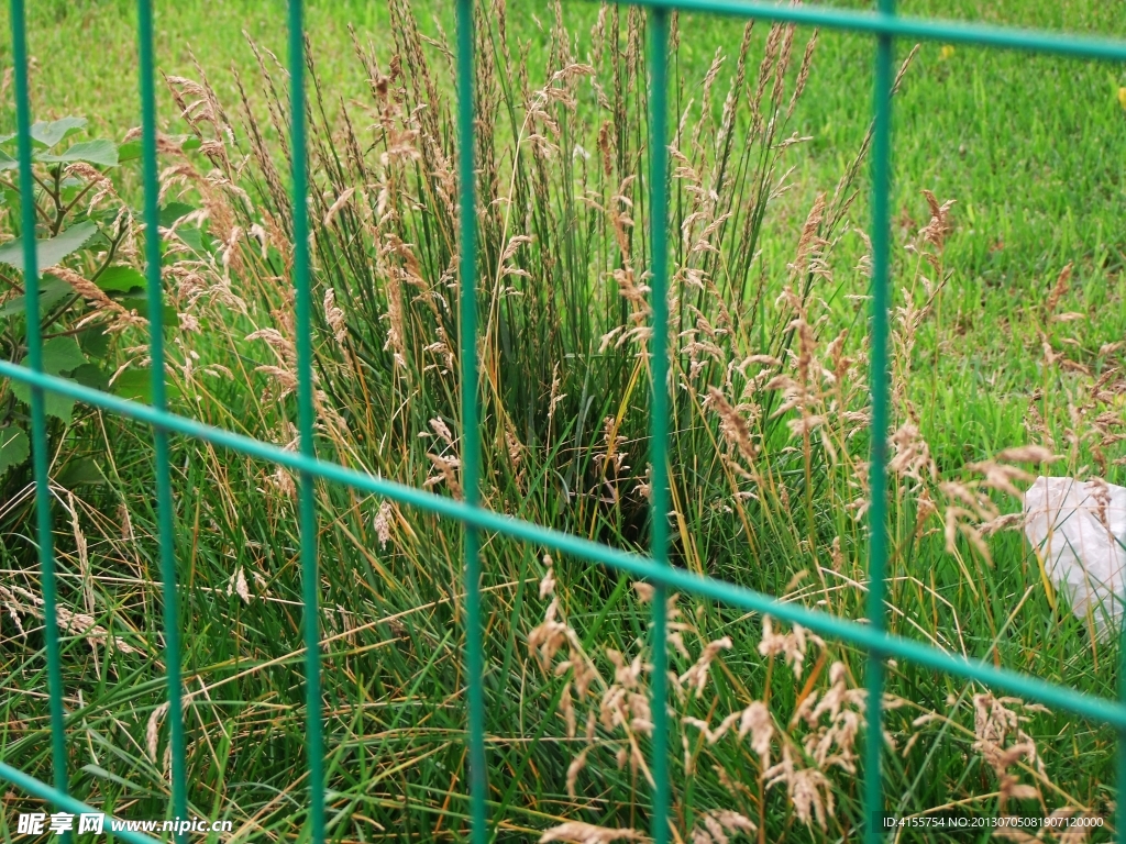 绿草 栏杆