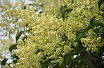 女贞树花