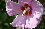木槿花