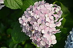八仙花