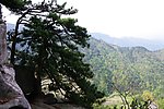 松树