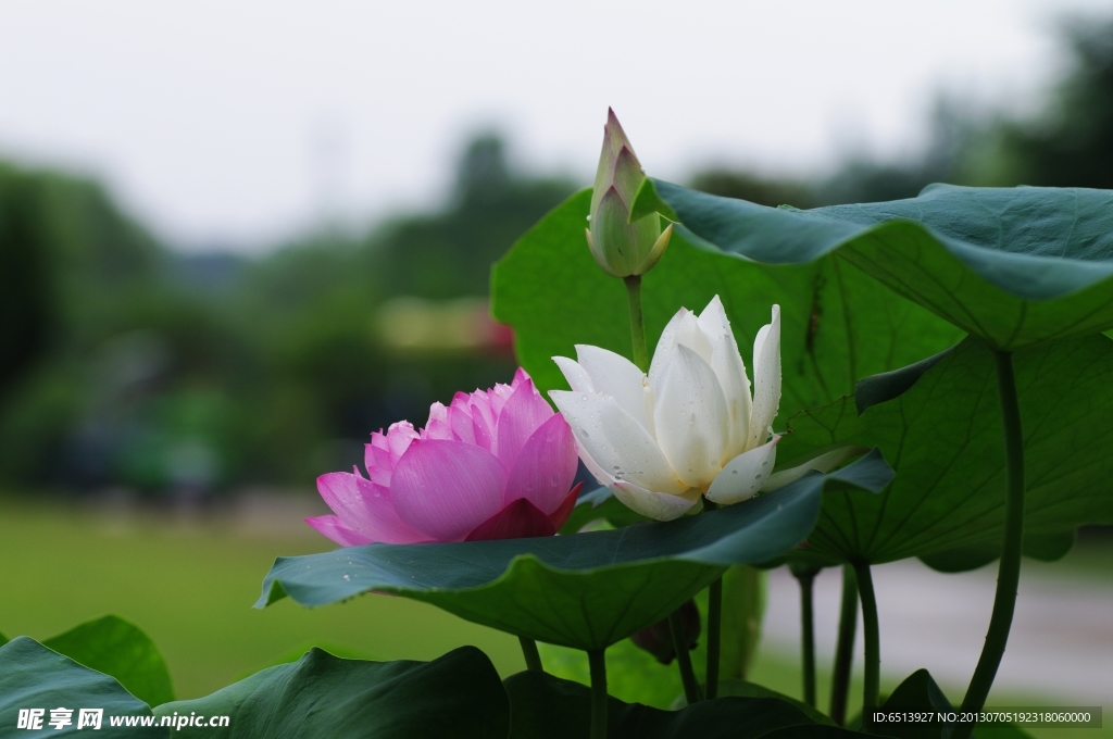 荷花