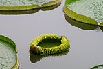 王莲