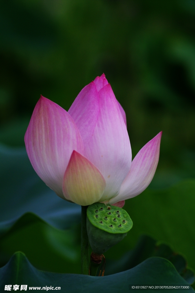 荷花
