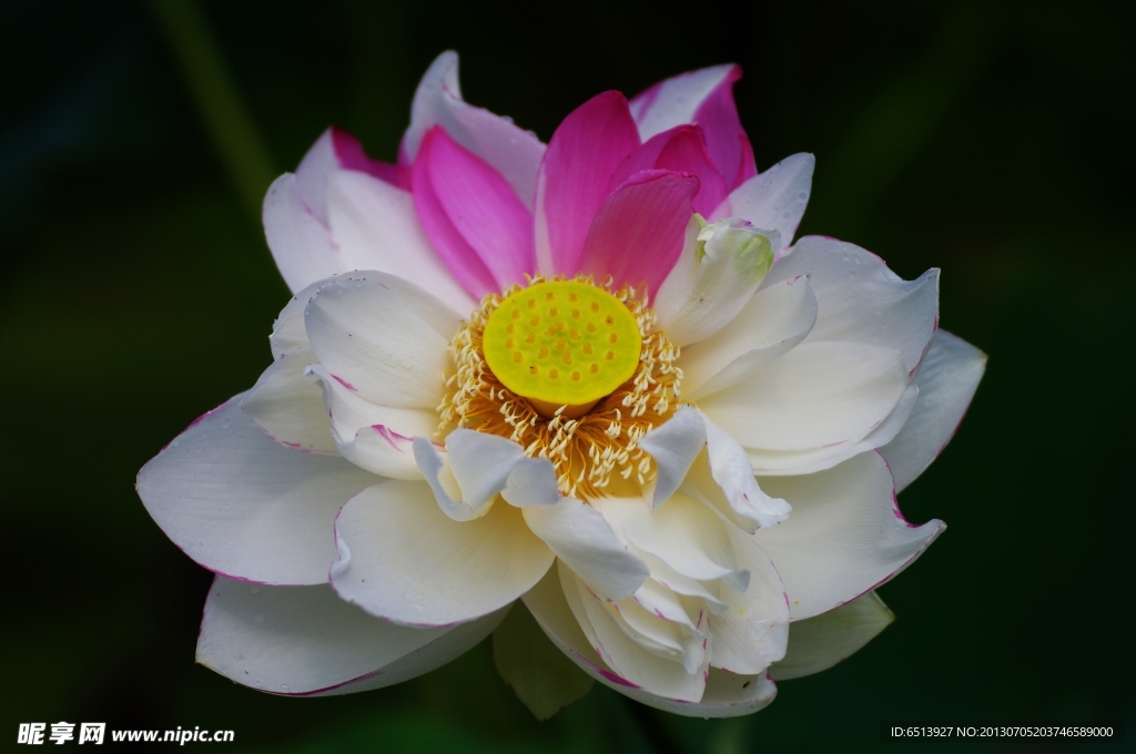 荷花