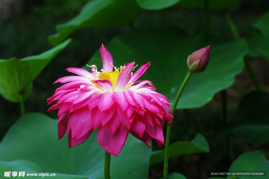 荷花