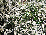 白花丛