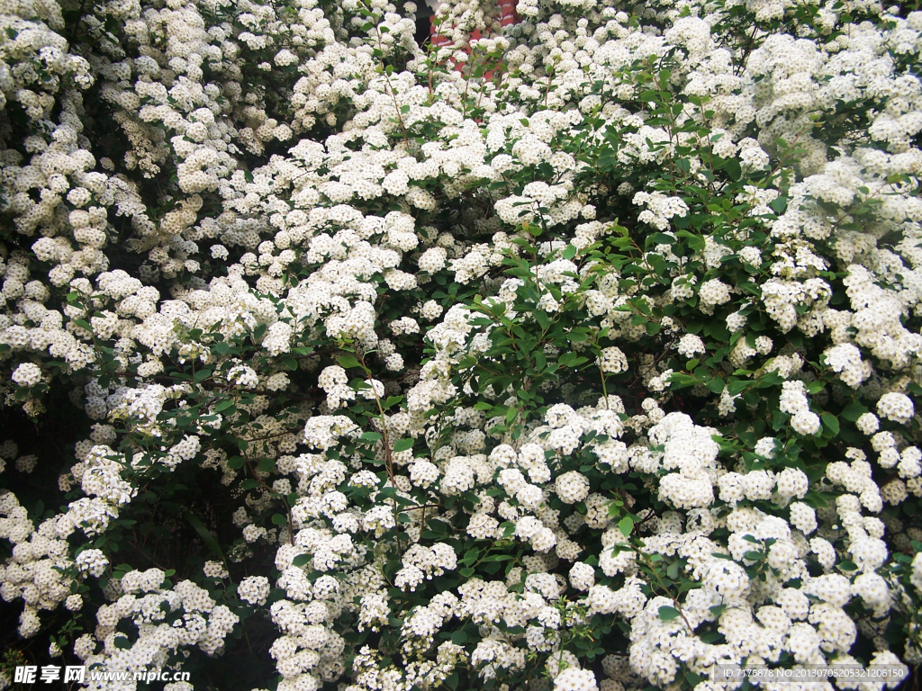 白花丛