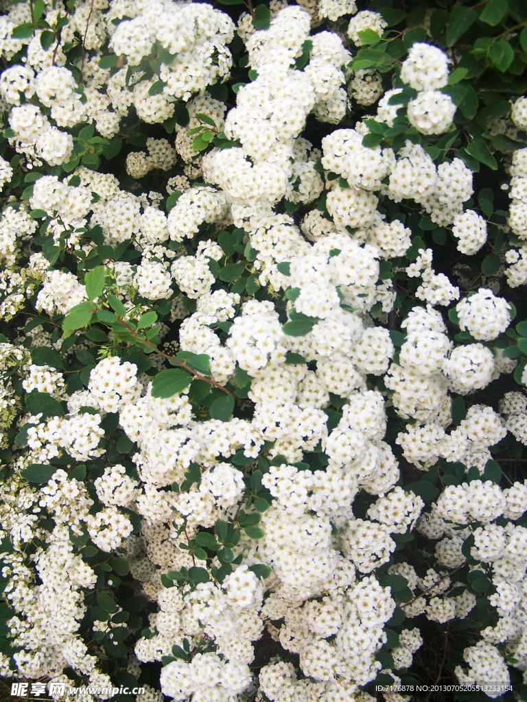 白花丛