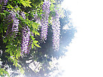 紫藤花