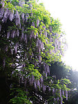 紫藤花