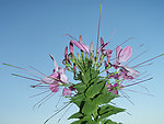 醉蝶花