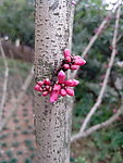 花蕾